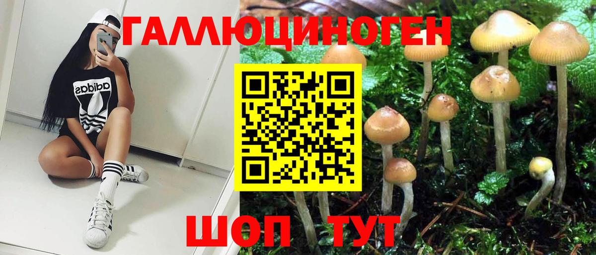 Галлюциногенные грибы Psilocybe  Сафоново 