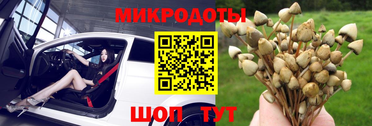 Псилоцибиновые грибы Psilocybine cubensis Сафоново